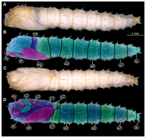 Extant pupa, Mycetobia pallipes (Meigen, 1818), ZSM, no collection number assigned.