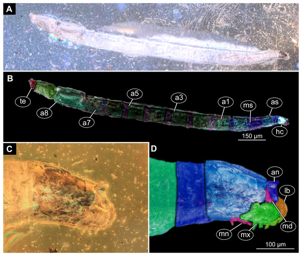 Fossil larva, Sylvicola, DEI, collection number Dip-00642.