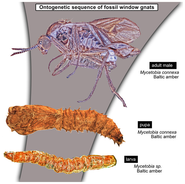 Reconstructed ontogenetic sequence for representatives of Mycetobia in the Eocene.