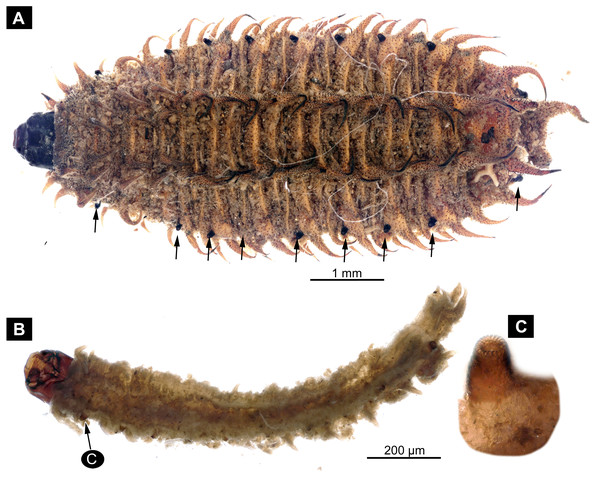 Extant larvae of Bibionidae. (A–C) Penthetria funebrisMeigen, 1804, ZSM, no collection number assigned.