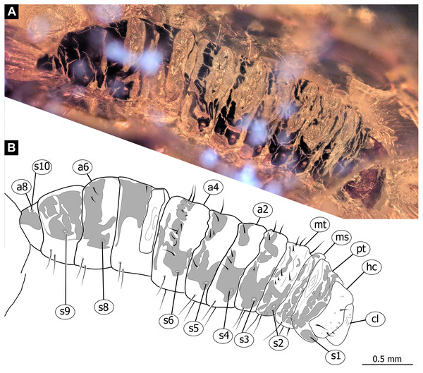 Fossil dipteran larva, Pachyneura, collection of GPIH, accession number (L-7617).