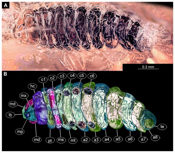 Fossil dipteran larva, Pachyneura, collection of GPIH (L-7617).