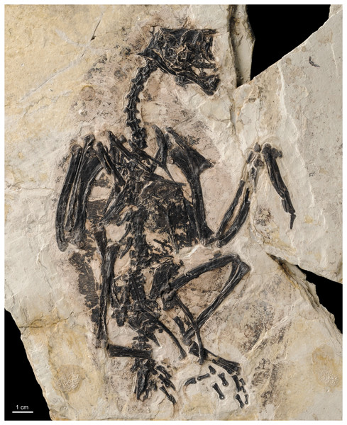 Photo of the holotype of Gretcheniao sinensis (BMNHC Ph 829).