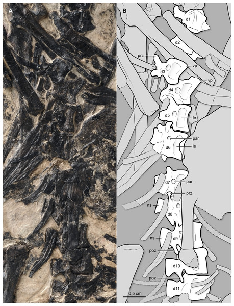 (A) Photo and (B) interpretive drawing of the thoracic vertebral series (dorsal vertebrae) of BMNHC Ph 829.