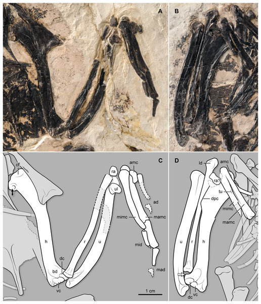 (A–B) Photo and (C–D) interpretive drawing of the left (A, C) and right (B, D) forelimb bones of BMNH Ph 829.