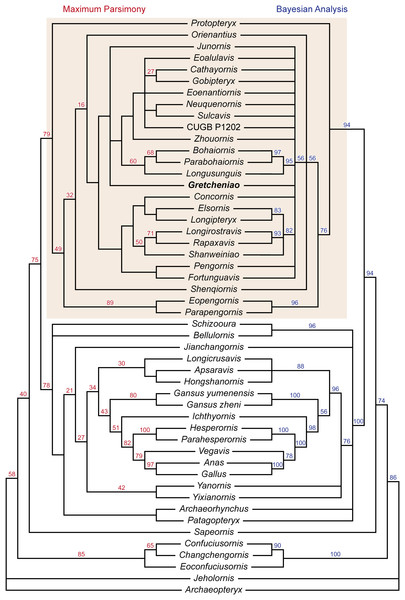 Phylogenetic tree resulting from the maximum parsimony analysis, bootstrap values are shown at the nodes. Phylogenetic tree resulting from the Bayesian analysis, posterior probabilities are shown at the nodes.