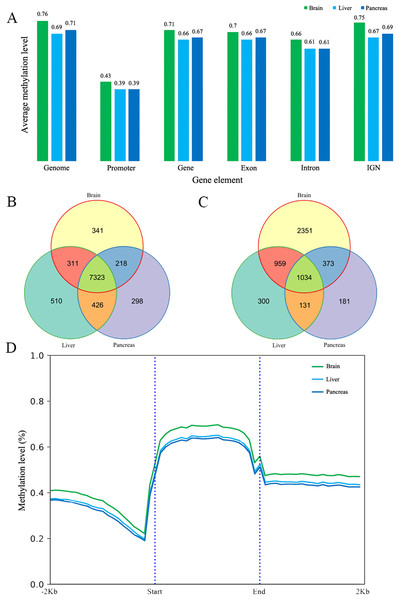 The DNA methylation level and patterns.