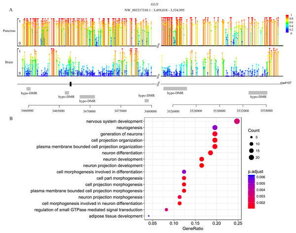 Lollipop plot of DNA methylation level in gene GLI3 and DMR gene’s GO enrichment result in brain and pancreas comparison.