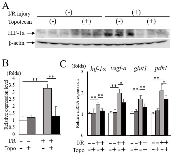 Topotecan administration suppresses increased HIF-1α and upregulated targetgenes in I/R retinas.