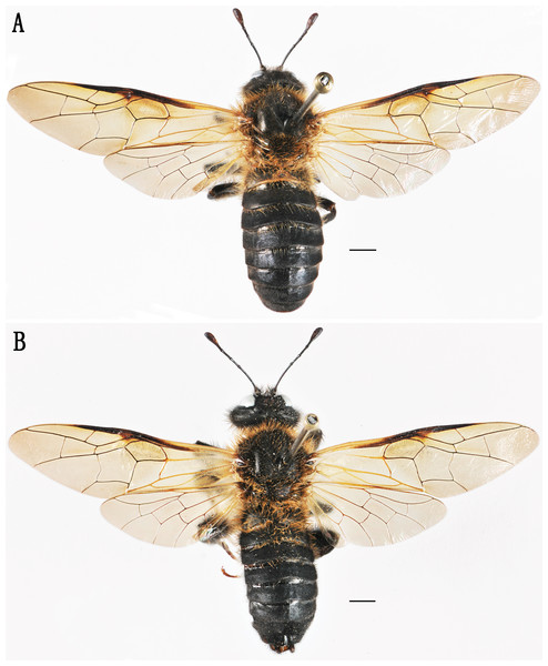 Labriocimbex sinicus Yan & Wei sp. nov.