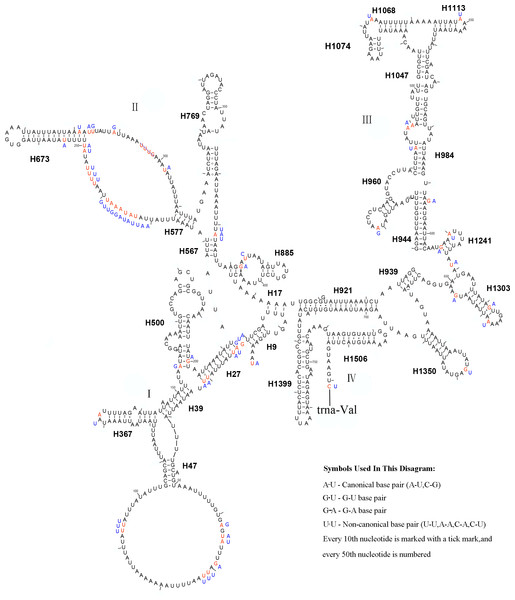 The predicted secondary structures of rrnS of L. sinicus and T. anthracinum.