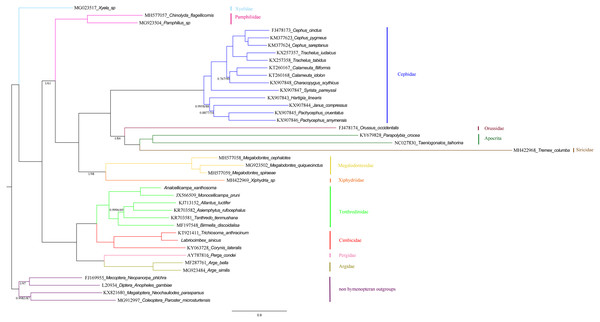 Symphytan phylogenetic tree constructed with BI and ML approaches using a mitochondrial genome dataset including 15 individual genes (13 PCGs and two rRNAs).