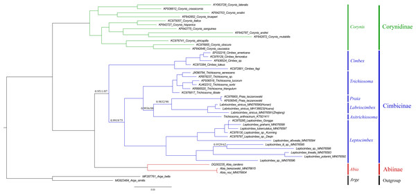 Cimbicidae phylogenetic tree constructed with BI and ML approaches using the COI gene data.