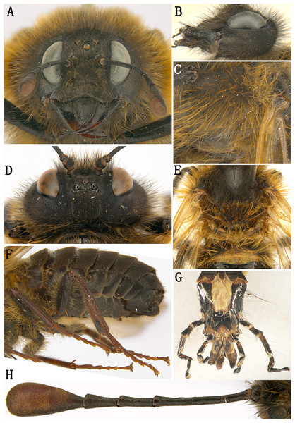 Labriocimbex sinicus Yan & Wei, gen. et sp. nov.