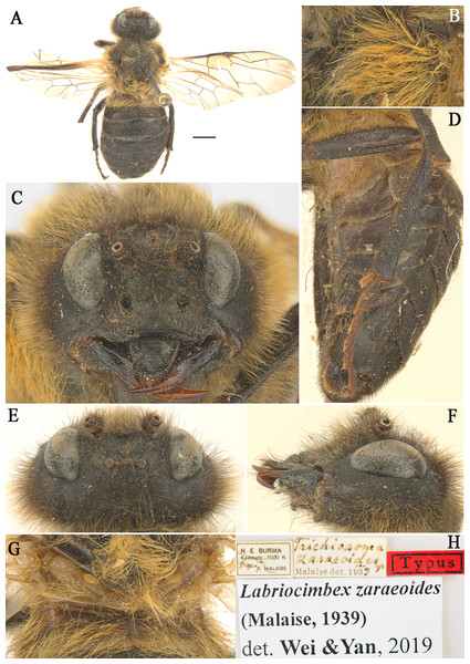 Labriocimbex zaraeoidesMalaise, 1939) comb. nov.