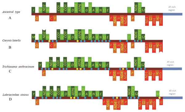 Mitochondrial genome organization of three cimbicid species referenced with the ancestral insect mitochondrial genomes.