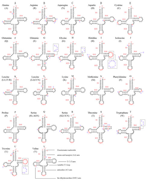 Predicted secondary structures for the 22 typical tRNA genes of L. sinicus and T. anthracinum (adapted from Doğan & Korkmaz, 2017) mitogenomes.