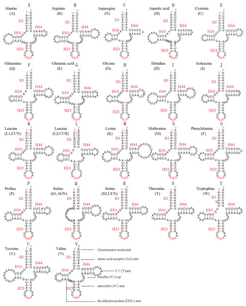 Predicted secondary structures for the 22 tRNA genes of C. lateralis (adapted from Song et al., 2016)).