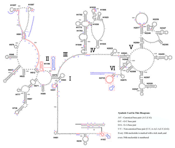 The predicted secondary structures of rrnL of L. sinicus and T. anthracinum..