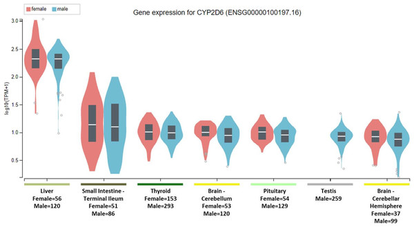 CYP2D6 gene expression across human tissues.