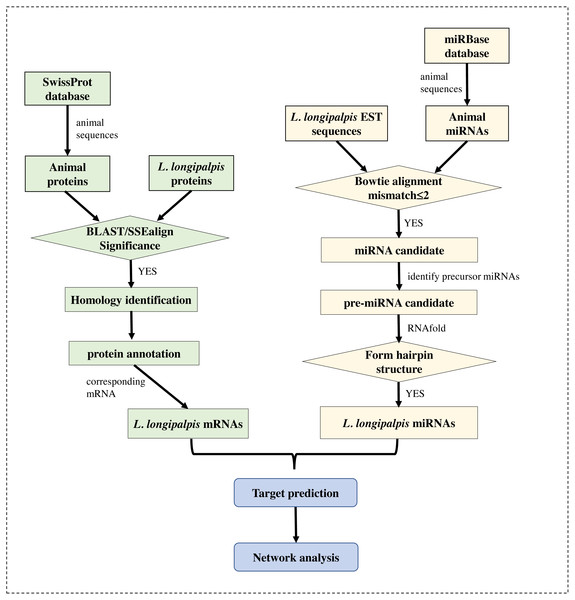 Flowchart of our work.