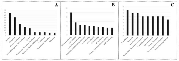 GO enrichment of targeted genes.