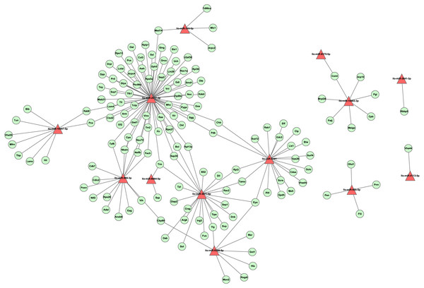 The layout of the miRNA-gene network.