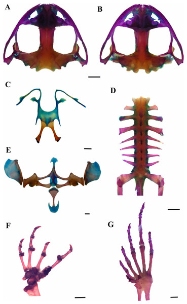 Skeleton of Leptodactylus apepyta sp. nov.