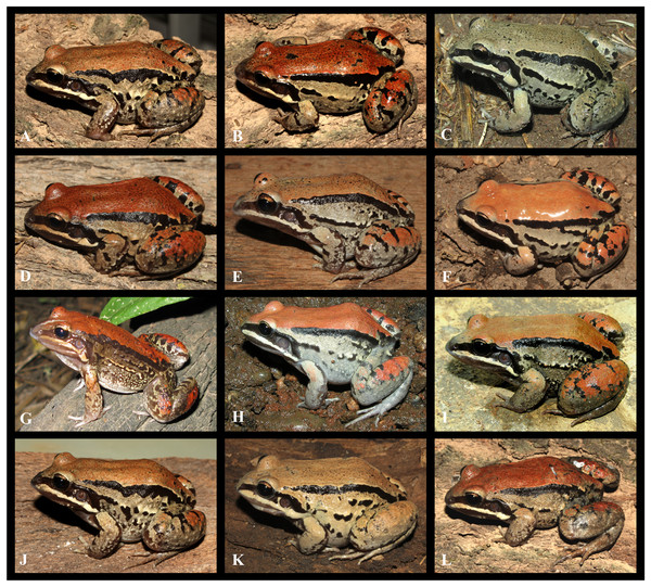 Intraspecific variation observed in Leptodactylus apepyta sp. nov.
