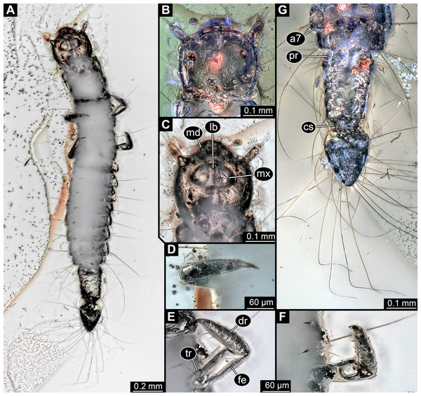 Larva of Scraptiidae preserved in Baltic Amber, specimen TripleB1 (PED 0006), continued.