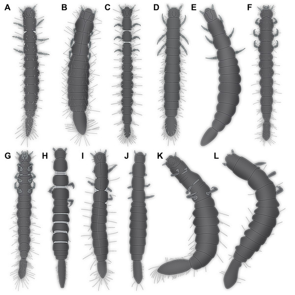 Larvae of Scraptiidae with large terminal ends, redrawn from literature, kindly assisted by Gideon T. Haug, Neuried.