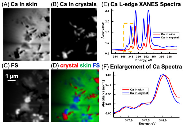 Calcium component maps derived from the linear regression fitting of a Ca L-edge image sequence using spectra derived from the Ca in the skin and in the inorganic particles (crystal) found associated with the integument.