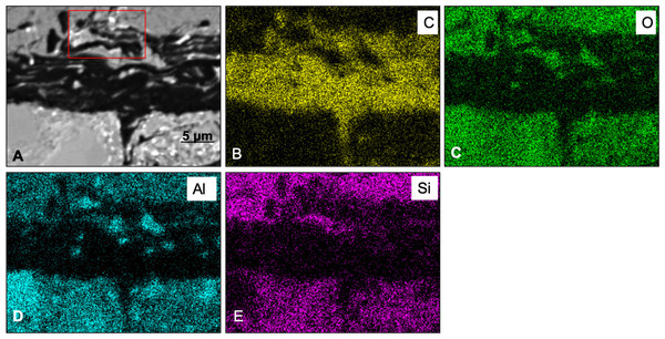 SEM elemental maps for Carbon (B), Oxygen (C), Aluminum (D) and Silica (E) of a region containing a carbon-rich area and sediments.