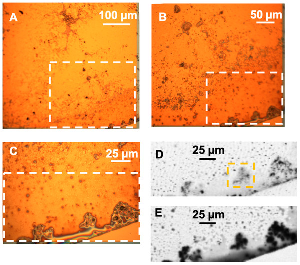 (A–C) Optical images of the hadrosaur skin and sediment debris from the microtome. The white rectangles show the region magnified in each successive image. (D) Transmission image at 280 eV of the boxed region in C, showing the inorganic material. The yellow rectangle shows the area studied in detail using STXM and depicted in Fig. 11. (E) Transmission image at 300 eV of the same area, showing the organic material.