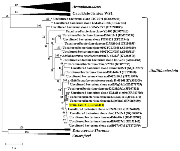 Phylogenetic tree of strain IAD-21.