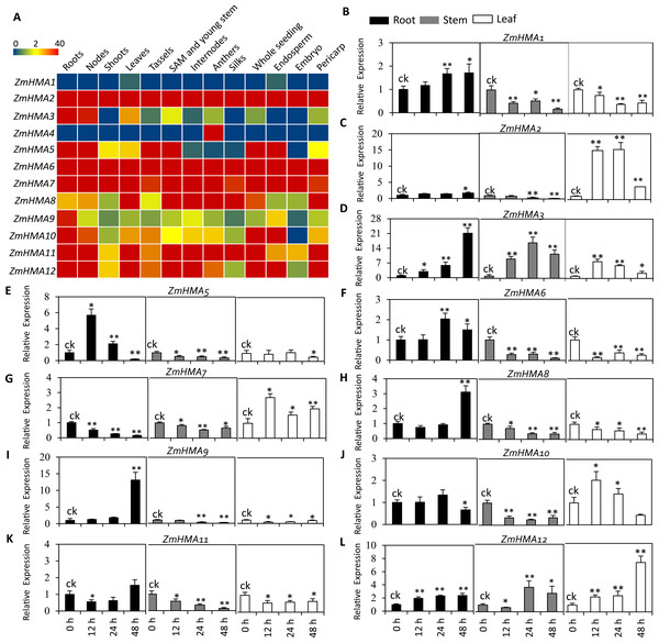 Expression profiles of eleven ZmHMA genes in maize.