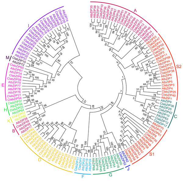 Phylogenetic relationships of watermelon and Arabidopsis bZIP proteins.