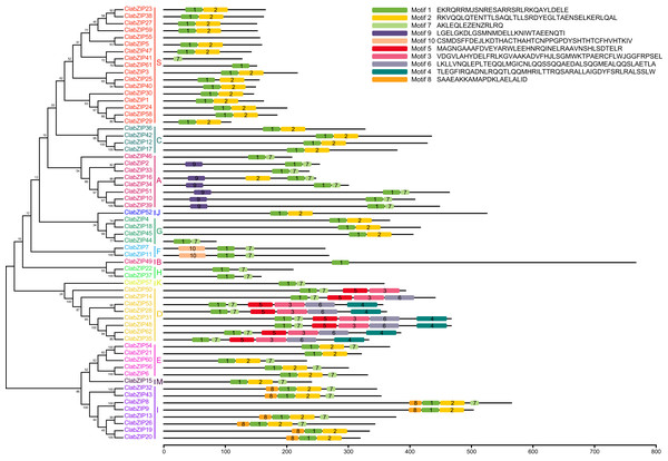 Conserved motif patterns of ClabZIP proteins based on their phylogenetic relationships.