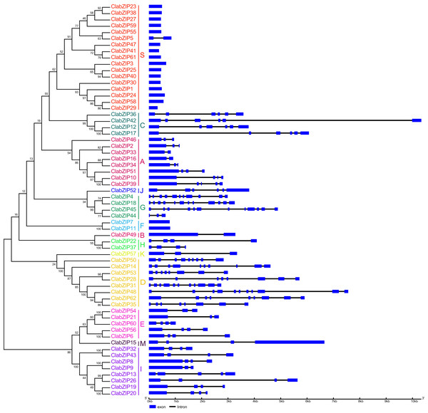 Exon-intron structures of ClabZIP genes based on their phylogenetic relationships.