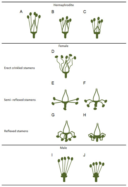 Variations in stamens and pistils in Vitis flower types.