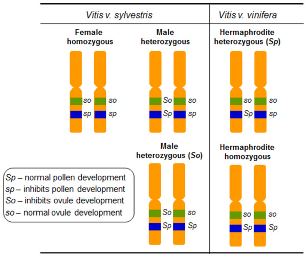 Diagram illustrating the digenic determinants of sex inheritance in Vitis.