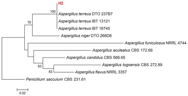 Maximum-likelihood phylogenetic tree inferred from ITS sequences of 11 taxa.