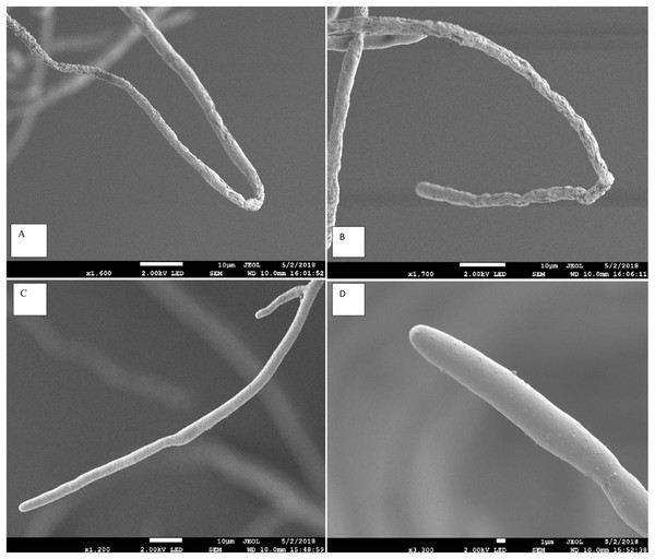 Effect of Aspergillus terreus on morphology of Pythium aphanidermatum hyphae using scanning electron microscope (SEM).