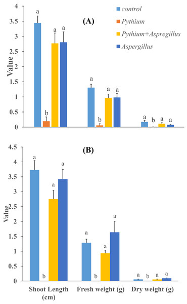 Effect of Aspergillus terreus on shoot length, fresh and dry weight of cucumber seedlings ((A) trial 1, (B) trial 2).