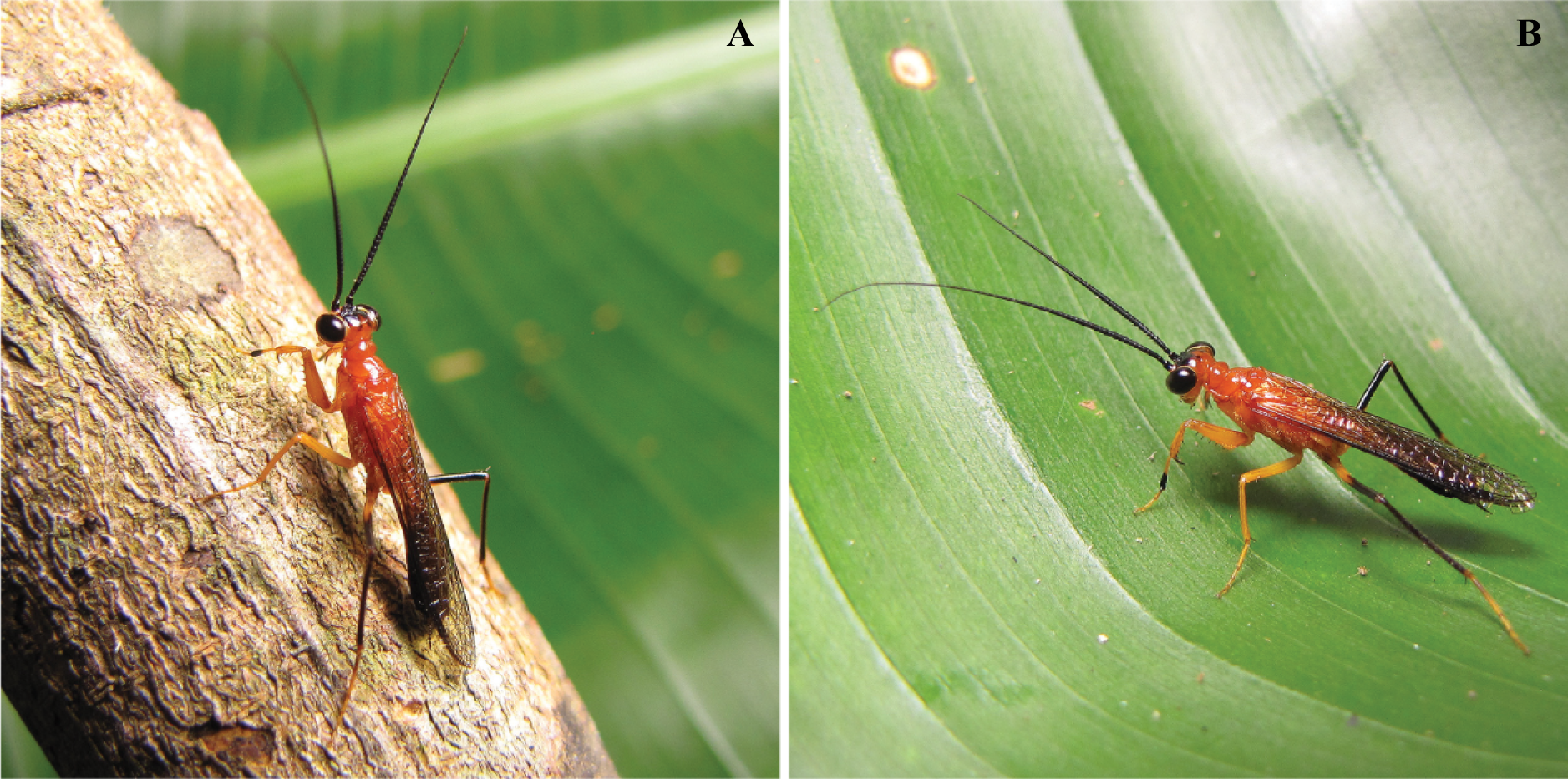 A novel form of wasp mimicry in a new species of praying mantis from the Amazon rainforest, Vespamantoida wherleyi gen. nov. sp