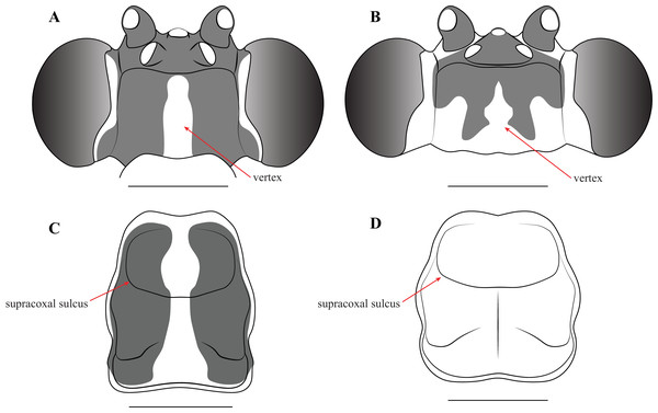 Illustrations of diagnostic morphology and coloration patterns of the head and prothorax of Vespamantoida males.
