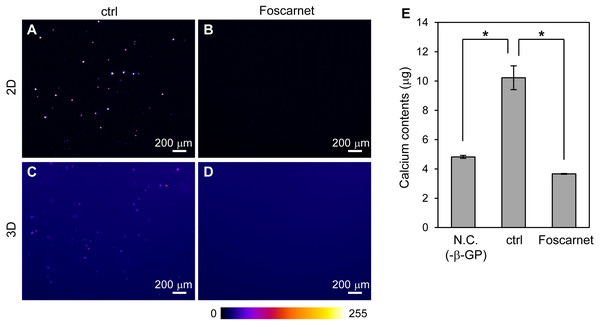 The effect of Foscarnet on the mineralization of HOS cells in a 3D collagen gel.