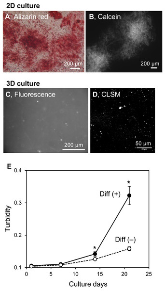 Mineralization of MC3T3-E1 cells in a 3D collagen gel.