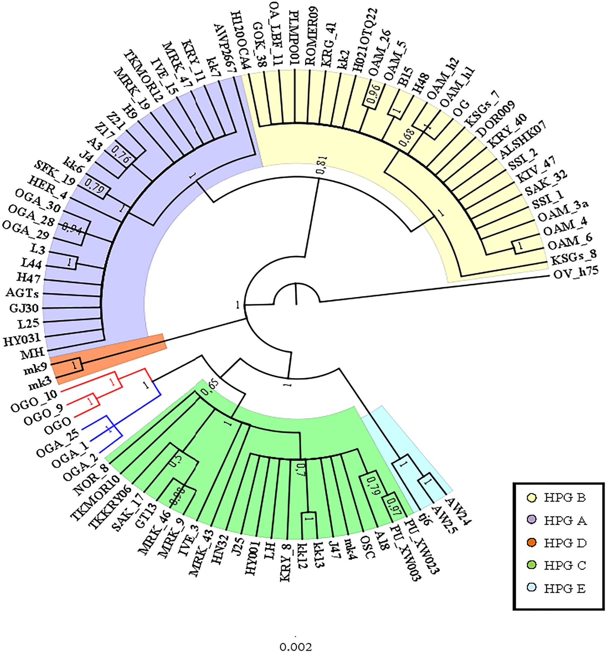 Identification Of An Ancestral Haplotype In The Mitochondrial Phylogeny ...