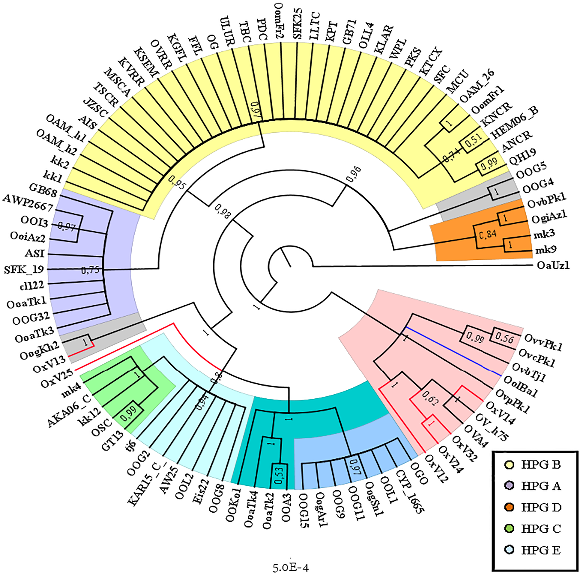 Identification Of An Ancestral Haplotype In The Mitochondrial Phylogeny ...